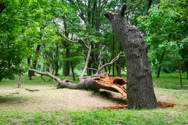 Tree and Shrub Care in Alton, TX
