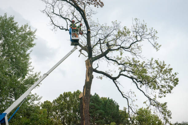 Landscape Design and Installation in Alton, TX