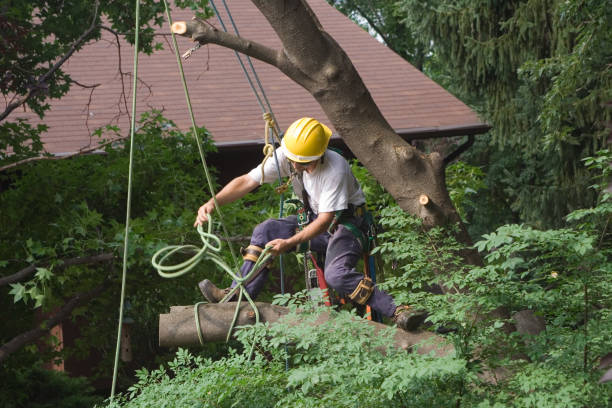 How Our Tree Care Process Works  in  Alton, TX