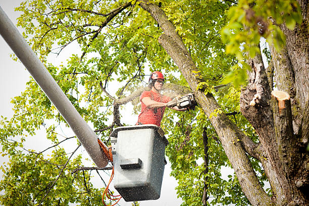 Reliable Alton, TX Tree Care Solutions